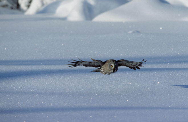 008222_ice_helmikuu_kk_09_web
