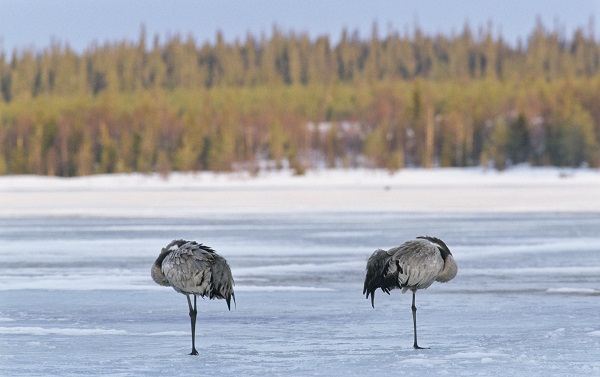 huhtikuu2021 kk 9008963 ice